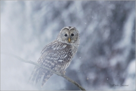 <p>PUŠTÍK BĚLAVÝ (Strix uralensis) sokolnicky vedený /Ural owl - Habichtskauz/</p>